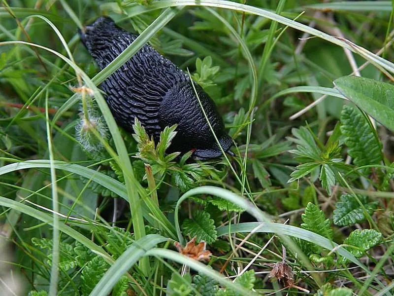 Black slug (Arion ater) in grass