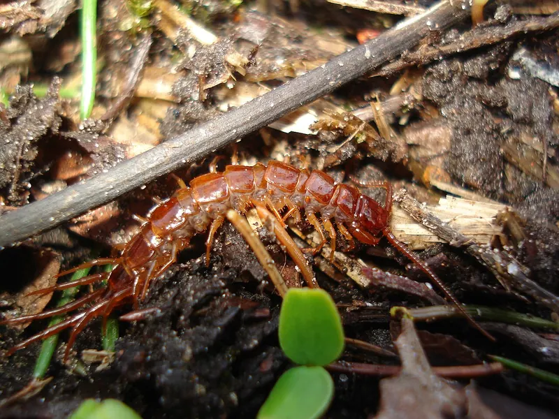 Brown centipede (Lithobius forficatus) among leaf litter