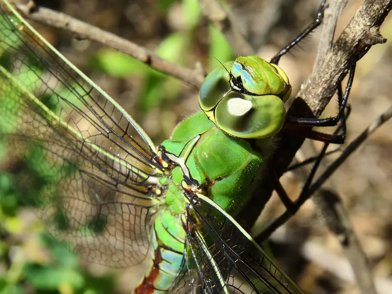 Emperor dragonfly (Anax imperator) resting on a twig