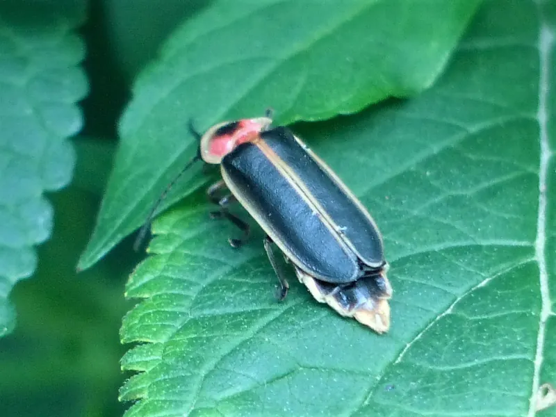Common eastern firefly (Photinus pyralis) on a leaf
