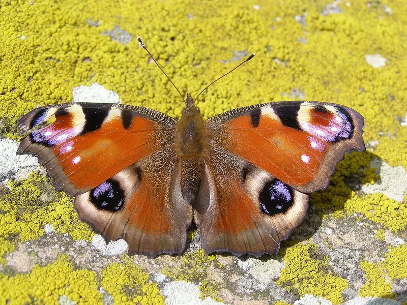 Peacock butterfly (Aglais io) with wings open, showing four eyespots