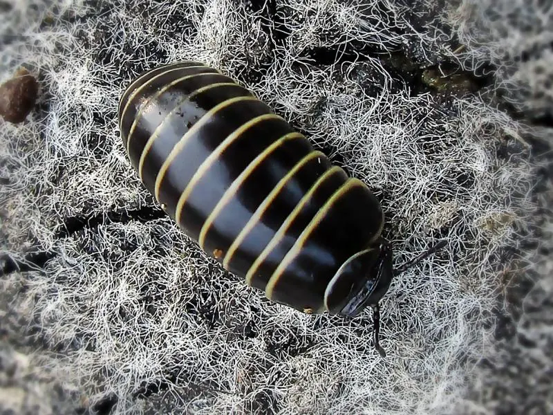 Pill millipede (Glomeris marginata) on a stone