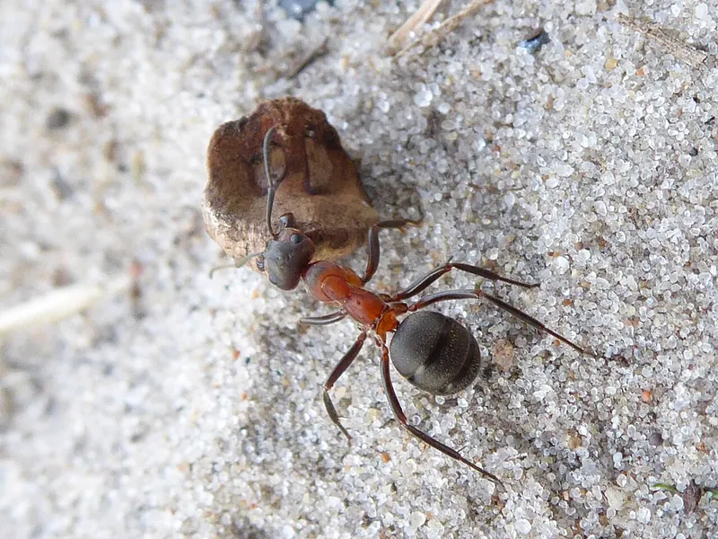 Red wood ant (Formica rufa) pushing a piece of pine wood